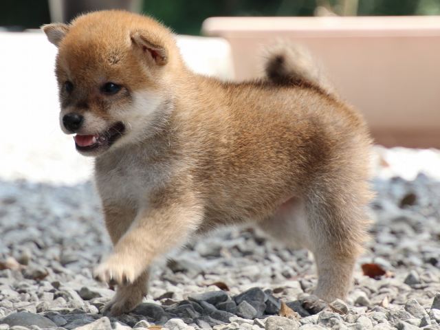 IMG_9060-shiba-puppy