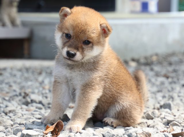 IMG_9064-shiba-puppy