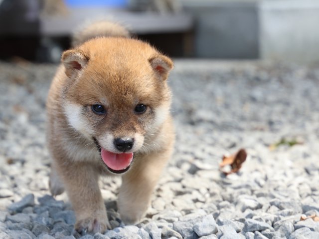 IMG_9066-shiba-puppy