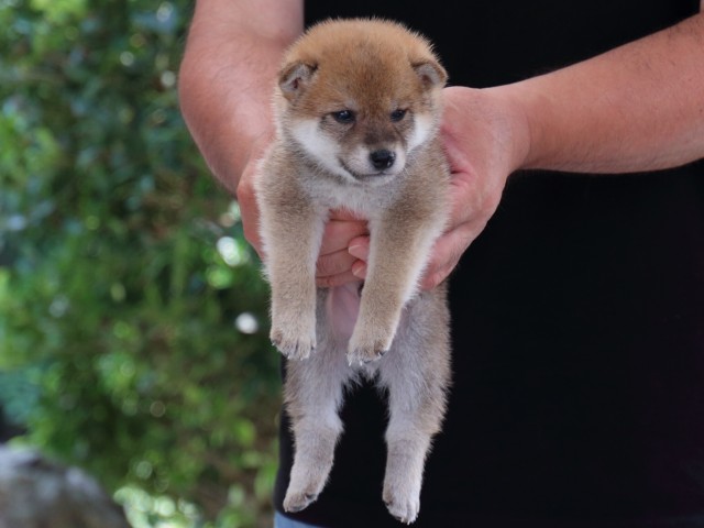 IMG_9097-shiba-puppy