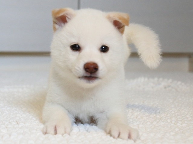 IMG_9471-shiba-puppy