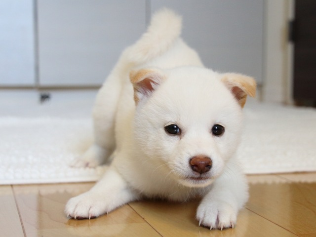 IMG_9475-shiba-puppy