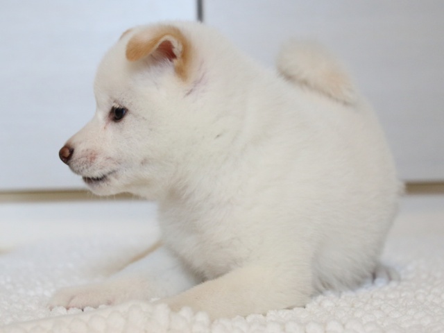 IMG_9518-shiba-puppy