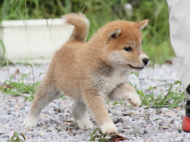 IMG_9524-shiba-puppy