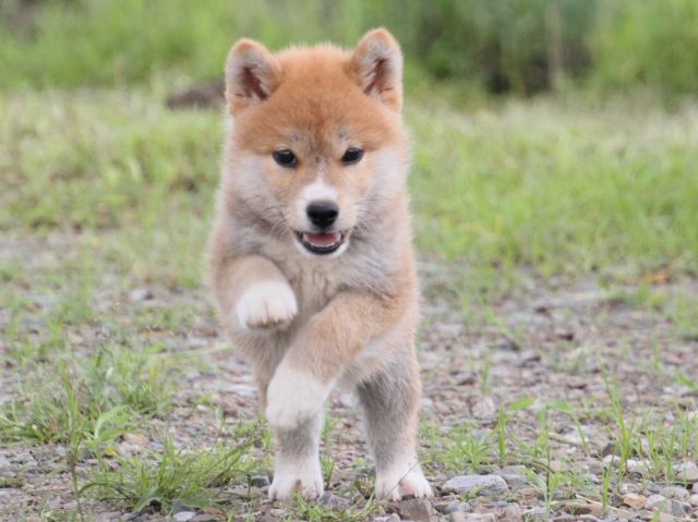 IMG_9561-shiba-puppy