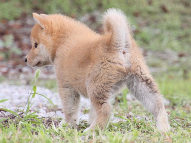 IMG_9593-shiba-puppy