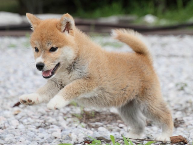 IMG_9606-shiba-puppy