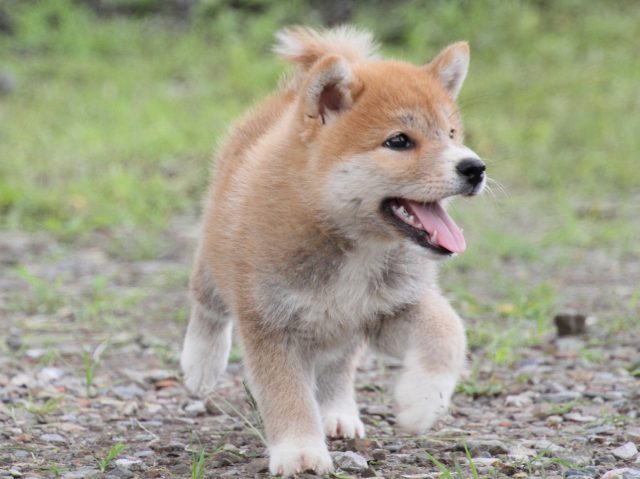 IMG_9641-shiba-puppy