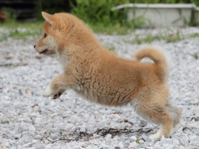 IMG_9660-shiba-puppy