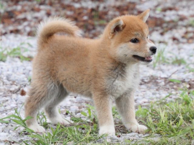 IMG_9677-shiba-puppy