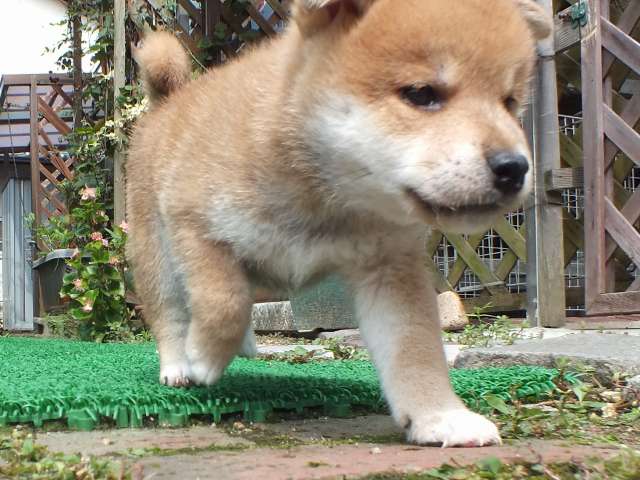 DSCF2648-shiba-puppy