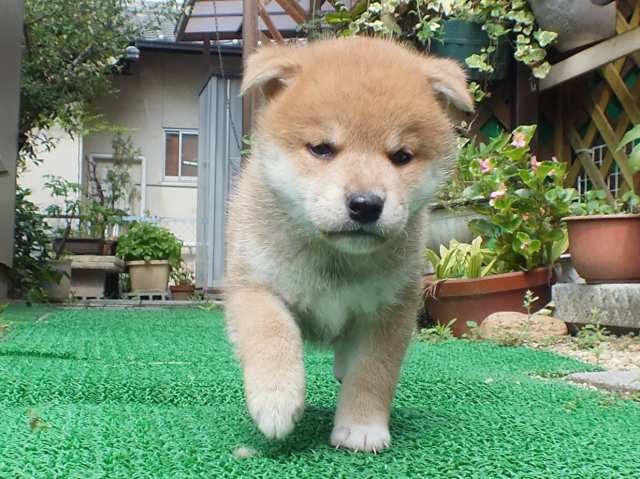 DSCF2659-shiba-puppy