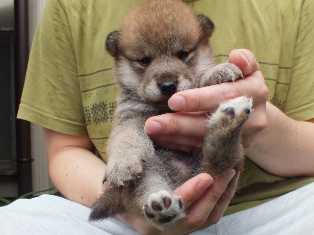 DSCF2669-shiba-puppy