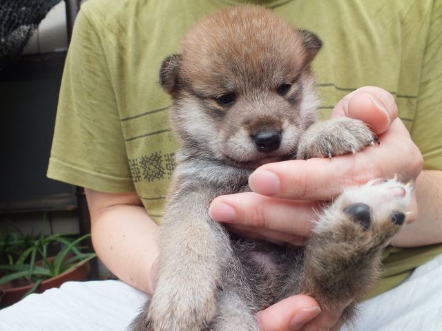 DSCF2670-shiba-puppy