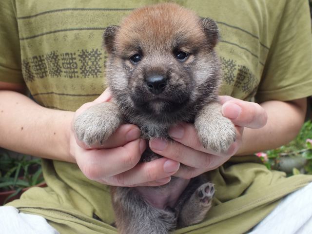 DSCF2672-shiba-puppy