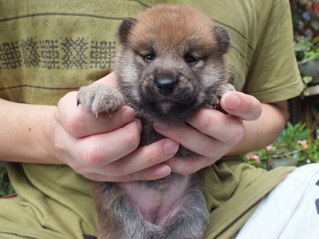 DSCF2673-shiba-puppy