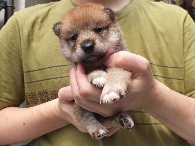 DSCF2675-shiba-puppy