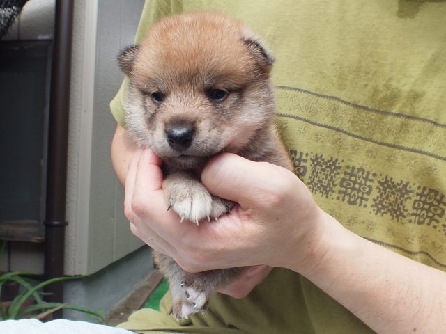 DSCF2676-shiba-puppy