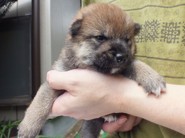 DSCF2678-shiba-puppy