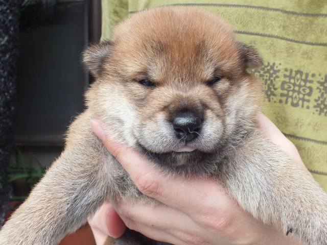 DSCF2686-shiba-puppy