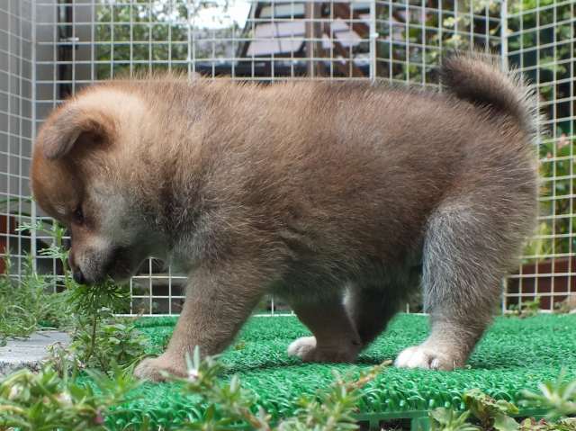 DSCF2716-shiba-puppy