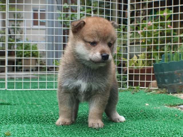 DSCF2731-shiba-puppy