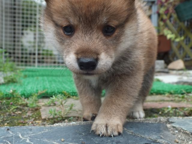 DSCF2733-shiba-puppy