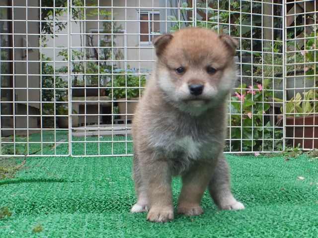 DSCF2738-shiba-puppy