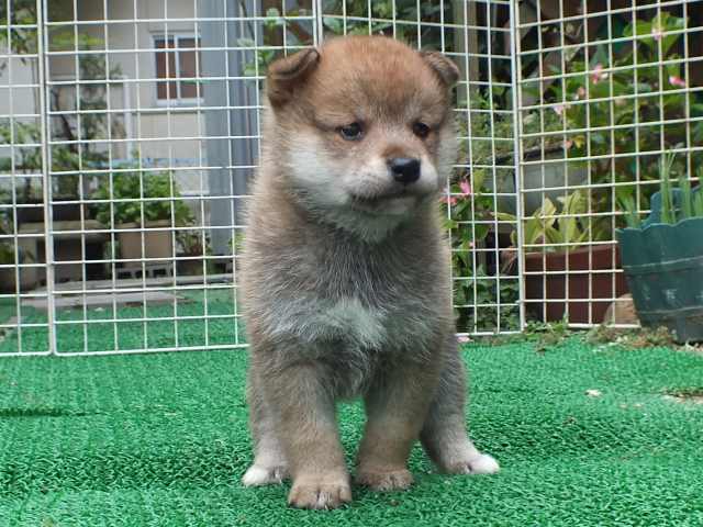 DSCF2741-shiba-puppy