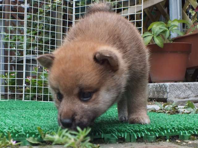 DSCF2745-shiba-puppy