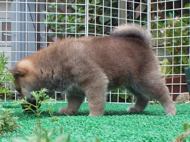 DSCF2747-shiba-puppy