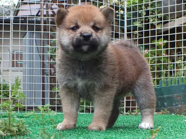 DSCF2752-shiba-puppy