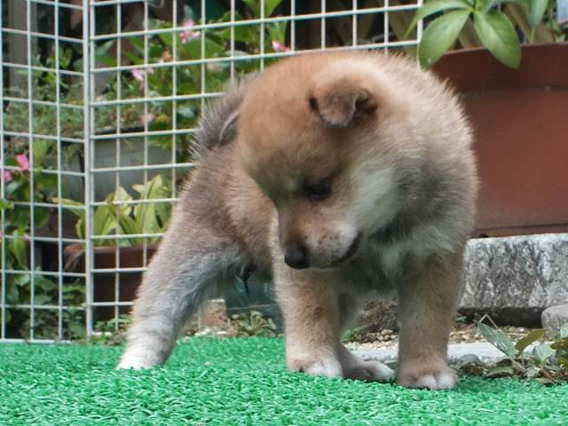 DSCF2756-shiba-puppy