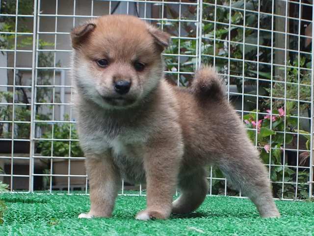 DSCF2765-shiba-puppy