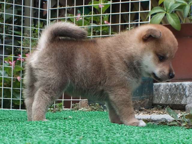 DSCF2766-shiba-puppy