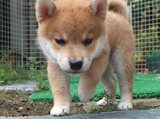 DSCF2777-shiba-puppy