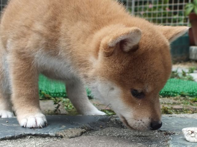 DSCF2778-shiba-puppy