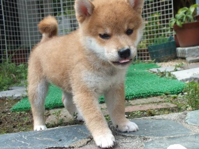 DSCF2779-shiba-puppy