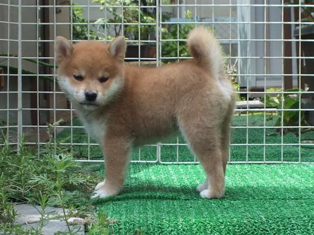 DSCF2782-shiba-puppy