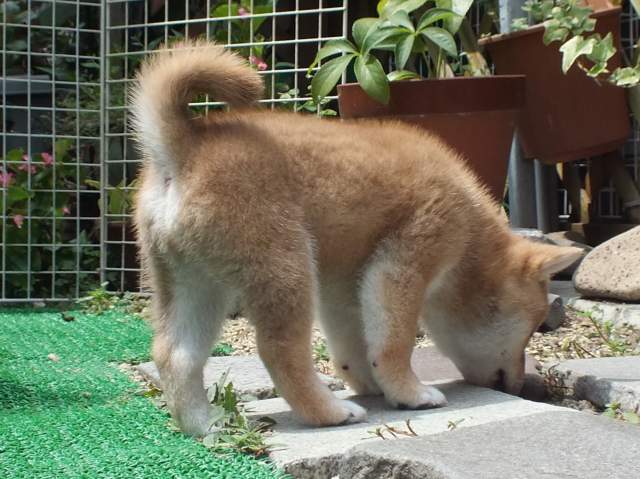 DSCF2783-shiba-puppy