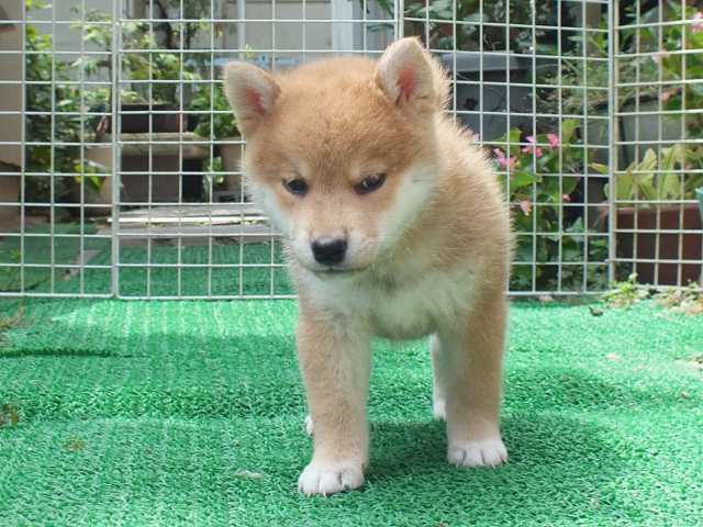 DSCF2789-shiba-puppy