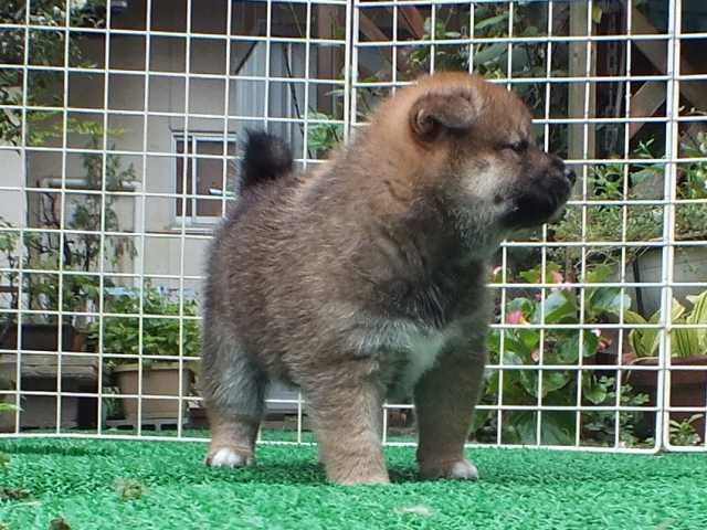 DSCF2797-shiba-puppy