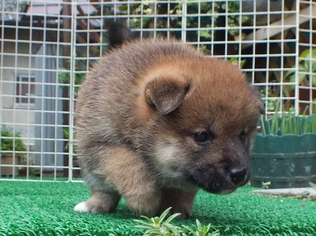 DSCF2799-shiba-puppy