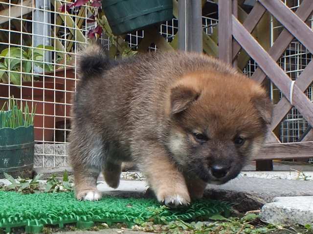 DSCF2803-shiba-puppy