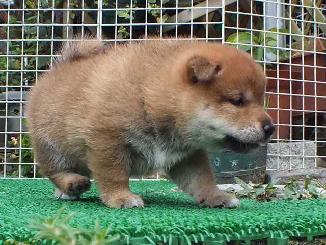 DSCF2816-shiba-puppy