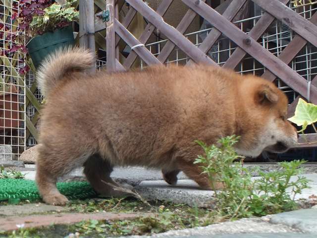 DSCF2817-shiba-puppy