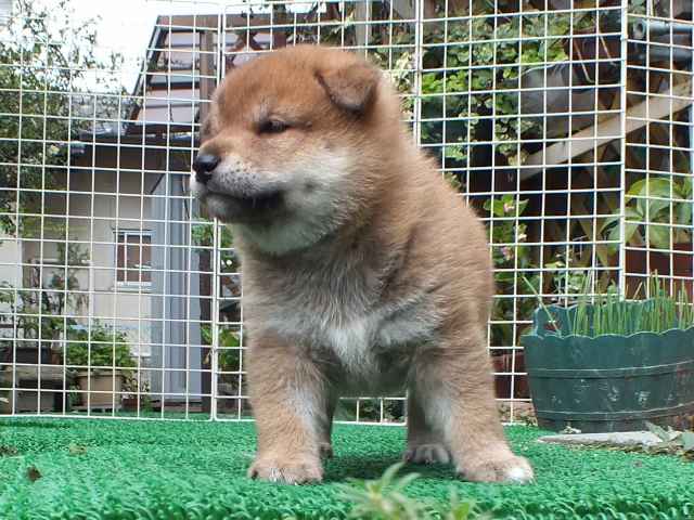 DSCF2818-shiba-puppy