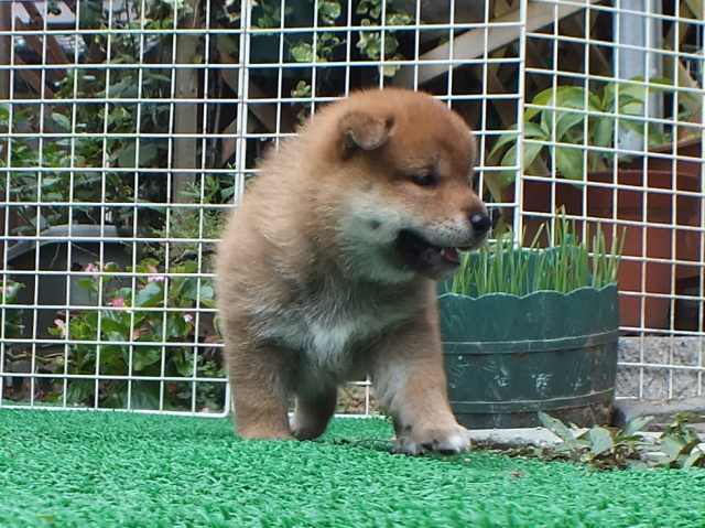 DSCF2823-shiba-puppy