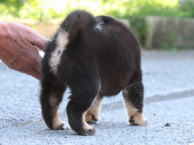 IMG_0282-shiba-puppy