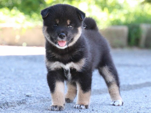 IMG_0288-shiba-puppy